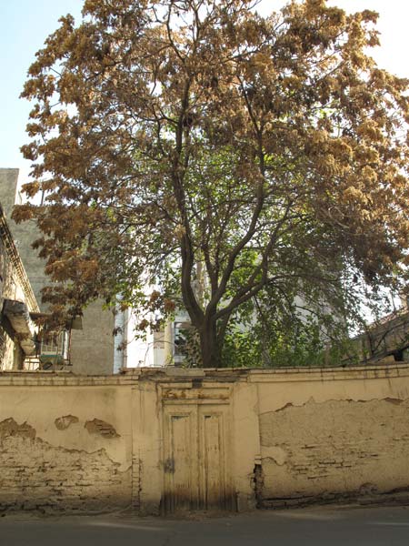 رضا کربلایی صالح