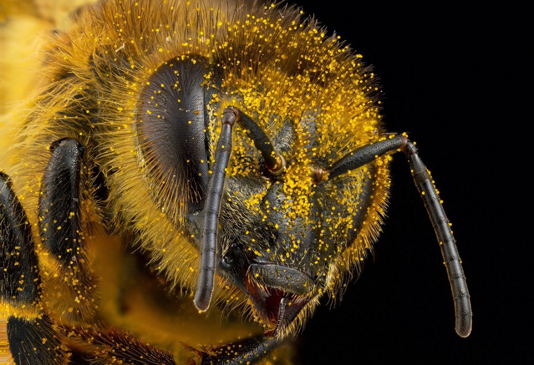 وقتی تاراج آنلاین، عکاس حشرات را زیر پا له کرد – قسمت اول