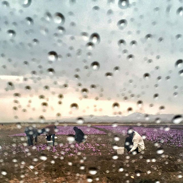 عالیه سعادت پور – عکس ۳