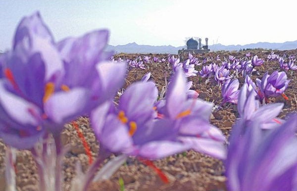امیر عنایتی – عکس ۲۱