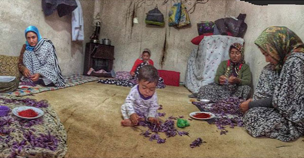 احسان کمالی – عکس ۵