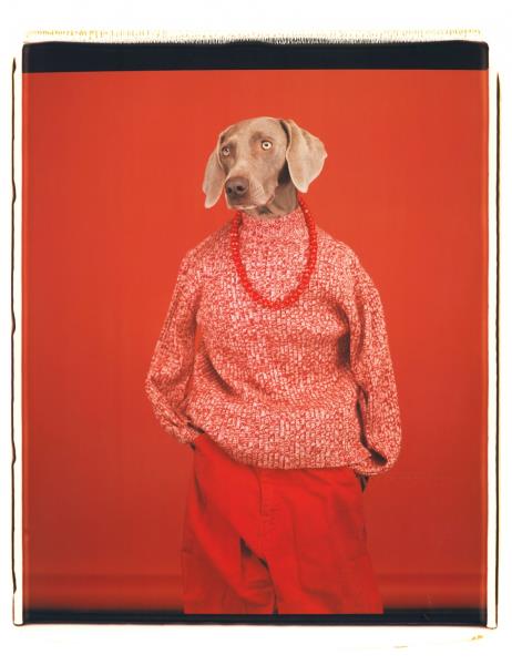 عکاسان معاصر جهان: مفهوم انسان بودن در آینه‌ی سگ‌های ویلیام وگمن
