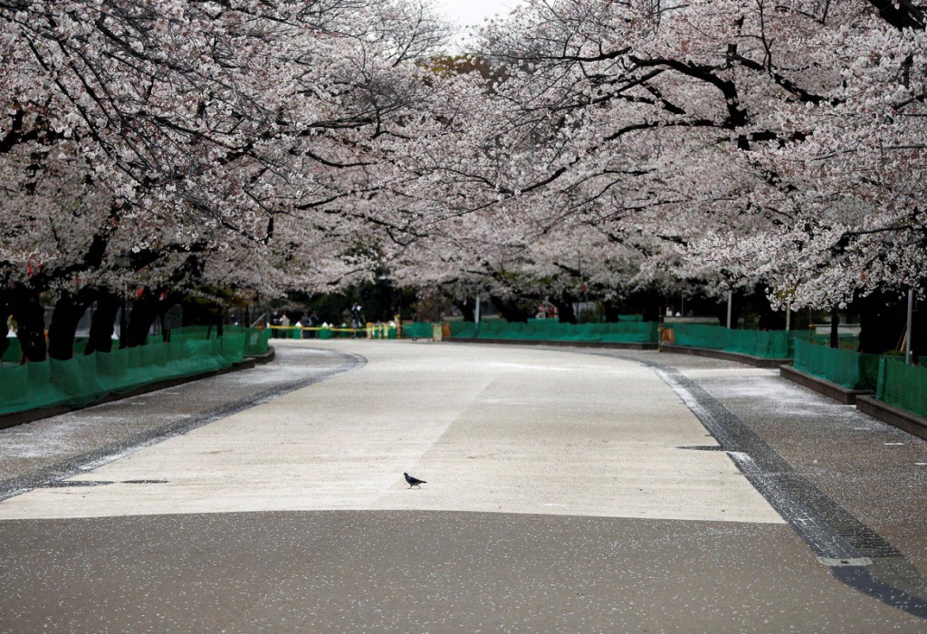 Issei Kato از رویترز. کبوتری در حال قدم زدن در میان شکوفه‌های گیلاس پارک خالی از انسان Ueno در توکیو، ژاپن. با جدی‌تر شدن موضوع کرونا، فرماندار شهر توکیو از شهروندان توکیو خواست تا در خانه‌هاشان بمانند. 28 مارس 2020 با مقایسه‌ی این دو تصویر که تنها با فاصله‌ی شش روز از هم گرفته شده‌اند، می‌توان شدت رشد این ویروس را درک کرد.  