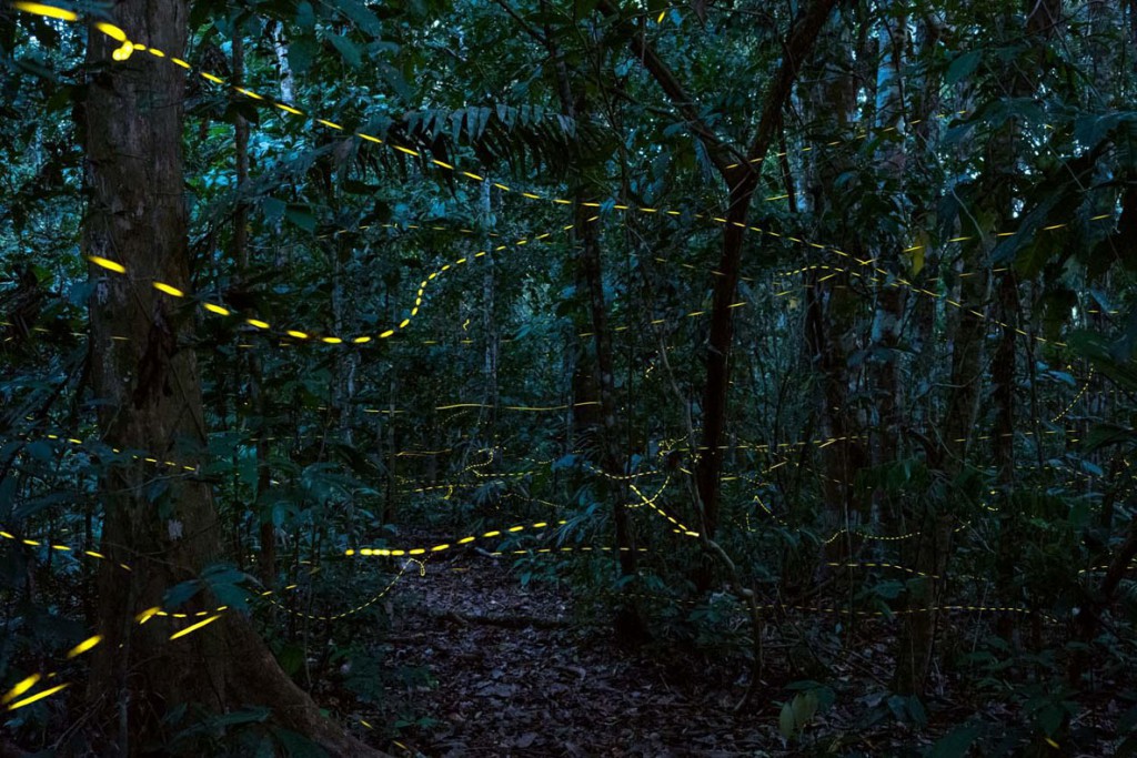 Konrad Wothe. حشرات شب‌تاب در جنگل بارانی. از برگزیدگان بخش «سایر حیوانات» مسابقه عکاسی عکاس سال حیات وحش اروپا 2020