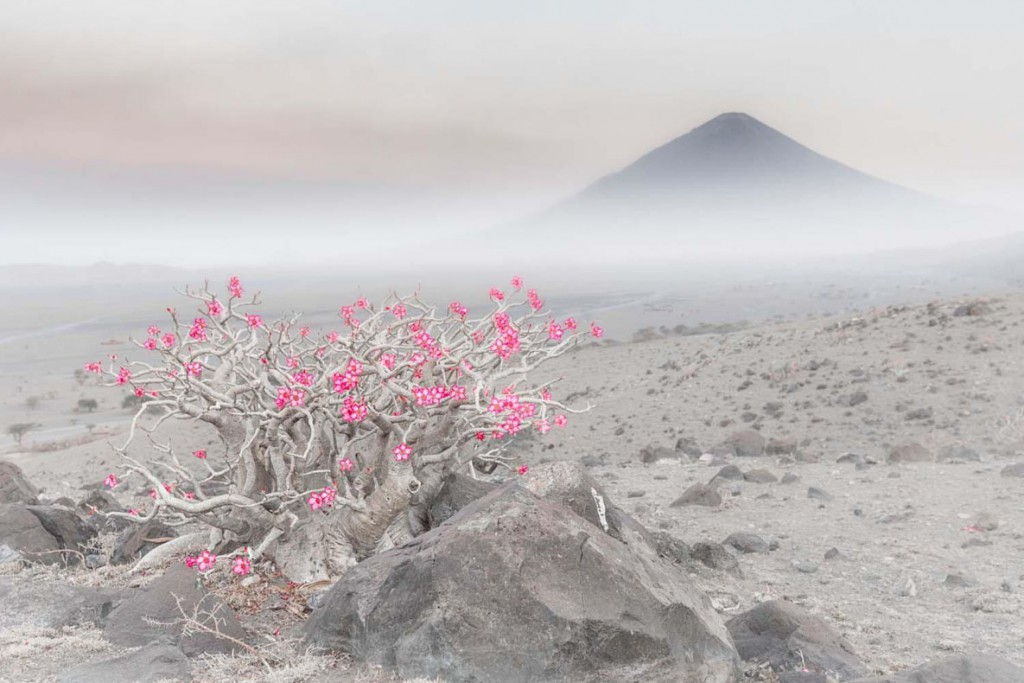 Marco Gaiotti. شکوفه صحرا. مقام اول بخش «گیاهان و قارچ‌ها» مسابقه عکاسی عکاس سال حیات وحش اروپا 2020
