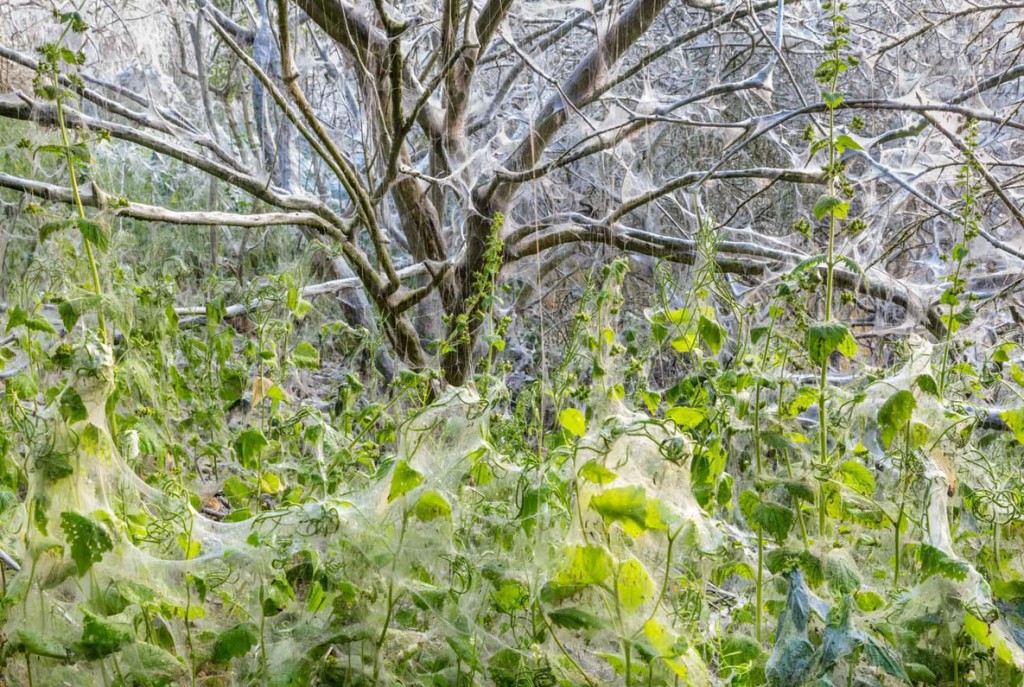 Theo Bosboom. پیچیده‌شده. از برگزیدگان بخش «گیاهان و قارچ‌ها» مسابقه عکاسی عکاس سال حیات وحش اروپا 2020