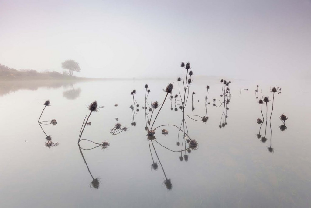 Juan Garcia Lucas. برگه‌ای از موسیقی. از برگزیدگان بخش «گیاهان و قارچ‌ها» مسابقه عکاسی عکاس سال حیات وحش اروپا 2020