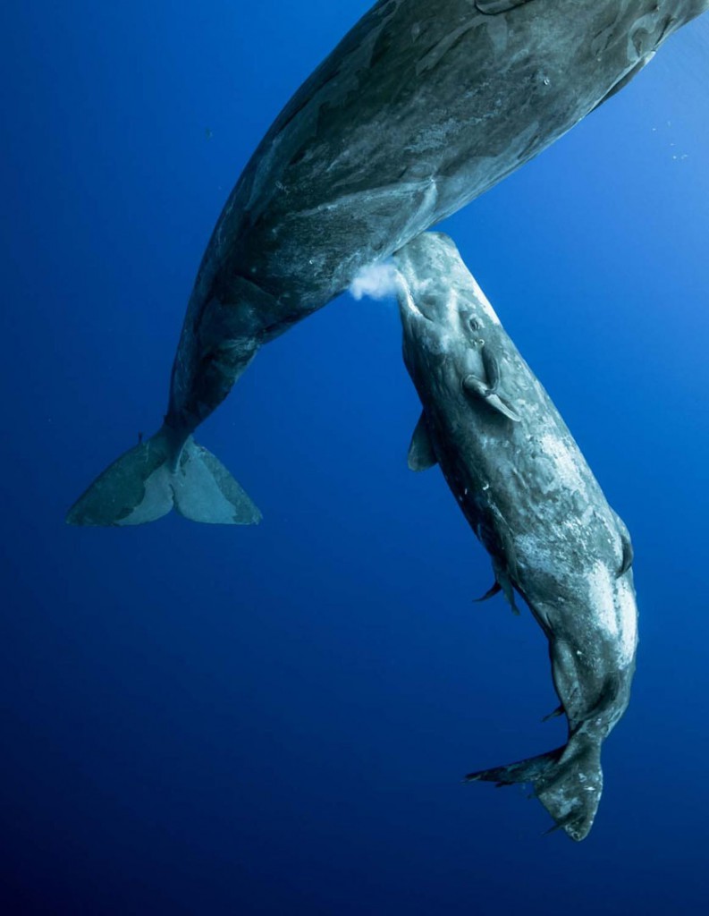Mike Korostelev. شیرِ نهنگ. مقام اول بخش «دنیای زیر آب» مسابقه عکاسی عکاس سال حیات وحش اروپا 2020