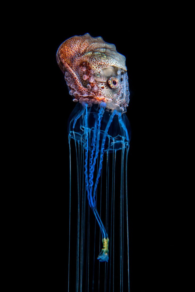 Magnus Lundgren. اختاپوس هیچهایکر. مقام دوم بخش «دنیای زیر آب» مسابقه عکاسی عکاس سال حیات وحش اروپا 2020