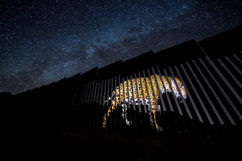 Alejandro Prieto. یک مهاجر اخراج‌شده دیگر. برنده بخش ویژه «Fritz Pölking» مسابقه عکاسی عکاس سال حیات وحش اروپا 2020
