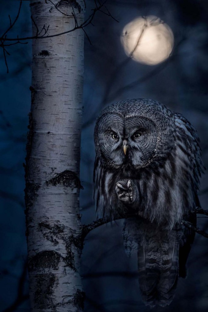 Jonas Classon. شکارچی شب. از برگزیدگان بخش «پرندگان» مسابقه عکاسی عکاس سال حیات وحش اروپا 2020