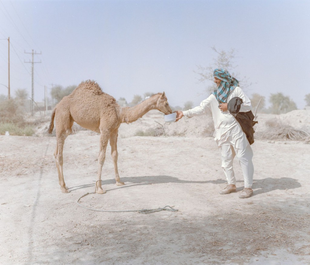 هاشم شاکری. از مجموعه‌ی Elegy for the Death of Hamun غلام، 45 ساله، دو شتر در شهرستان دشتیاری چابهار دارد. خشکسالی تأثیری سوء بر احشام داشته.