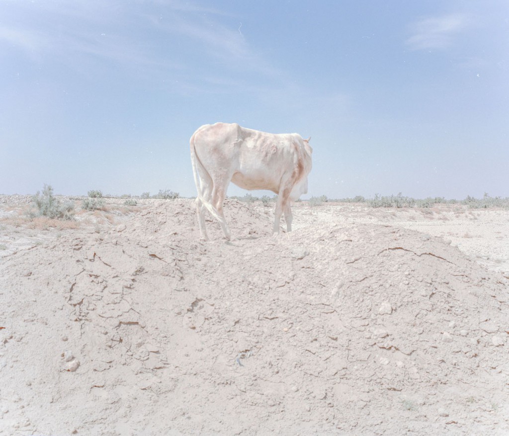 هاشم شاکری. از مجموعه‌ی Elegy for the Death of Hamun در روستای تخت عدالت، خشکسالی کشاورزی و دامپروری را بسیار دشوار کرده است. مردم احشام را برای چرا به رود خشک هلمند می‌برند.