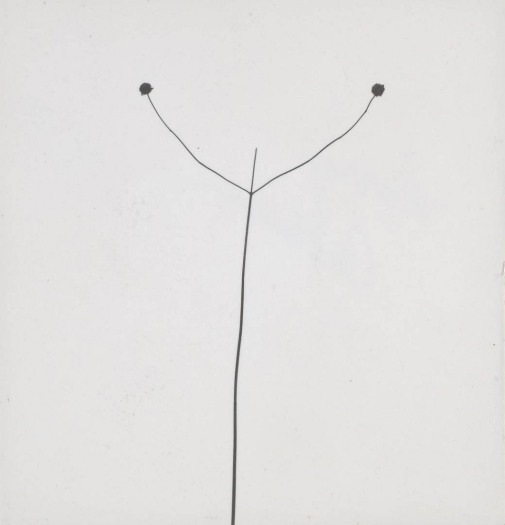 هری کالاهان. «شاخه در مقابل آسمان، دیترویت»، 1948 