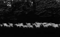 قدرت عکاسی: پل کاپونیگرو، گوزن سفید می‌دود
