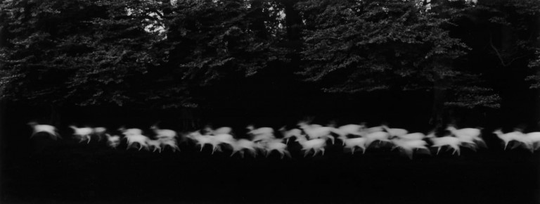 قدرت عکاسی: پل کاپونیگرو، گوزن سفید می‌دود