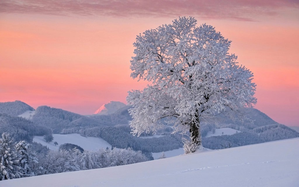 Stefan Zuser. «صبح دسامبر» (مه یخ زده)، اتریش، 2018. مقام سوم مسابقه عکاسی Europhotometeo 2020