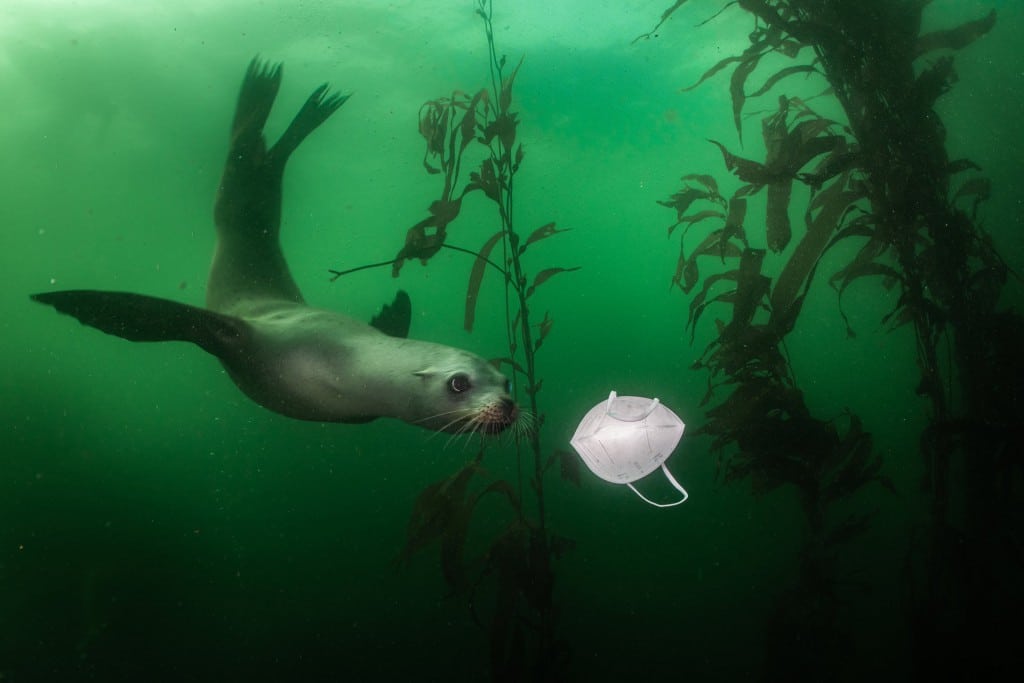 Ralph Pace. «شیر دریایی کالیفرنیایی با ماسک بازی می‌کند»، مقام اول بخش تک‌عکس «محیط زیست» مسابقه عکاسی ورلد پرس فتو 2021