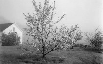 قدرت عکاسی: جان سارکوفسکی، شکوفه سیب زمستانی
