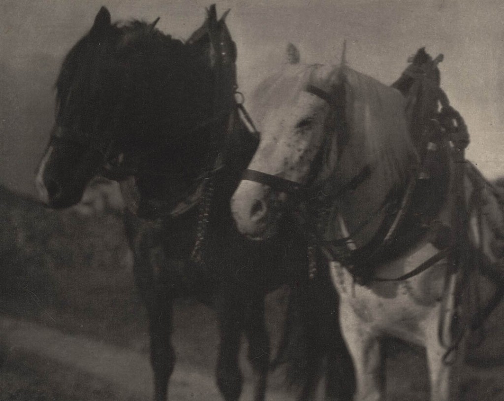 آلفرد استیگلیتس. «اسب‌ها»، 1904