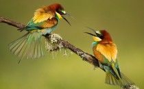 فراخوان مسابقه عکاسی انجمن سلطنتی زیست‌شناسی بریتانیا ۲۰۲۲