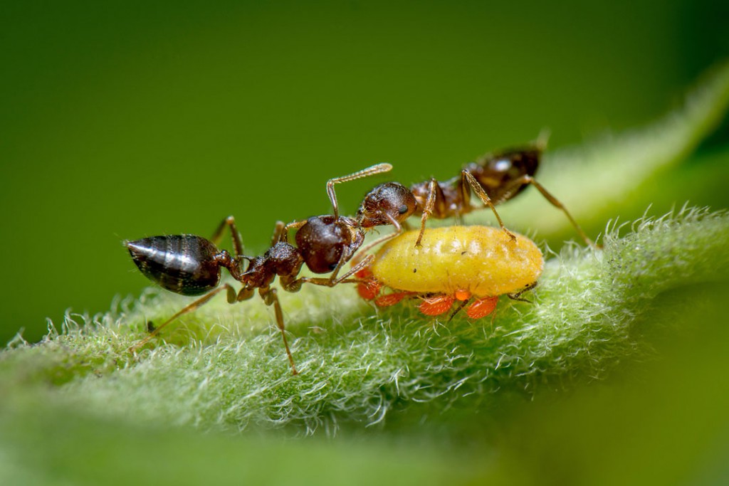 Vishwanath Birje. «همزیستی» (مورچه شهد شته زرد را مصرف می‌کند و در عوض از شته در مقابل ارگانیسم‌های دیگری مثل کرم قرمز محافظت می‌کند)، برنده مسابقه عکاسی انجمن سلطنتی زیست‌شناسی بریتانیا 2021