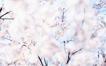 قدرت عکاسی: ریساکو سوزوکی، شکوفه‌های گیلاس