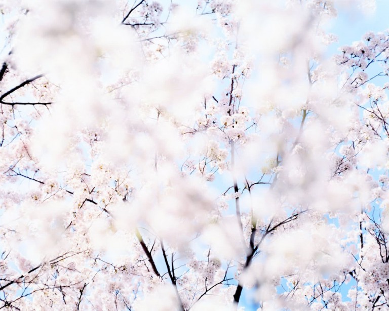 قدرت عکاسی: ریساکو سوزوکی، شکوفه‌های گیلاس