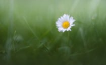 نکات کاربردی برای عکاسی از گل‌های بهاری