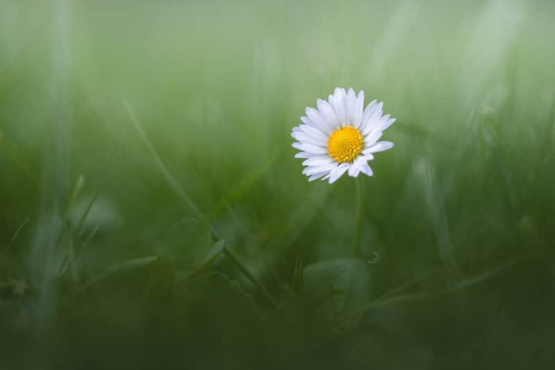 نکات کاربردی برای عکاسی از گل‌های بهاری