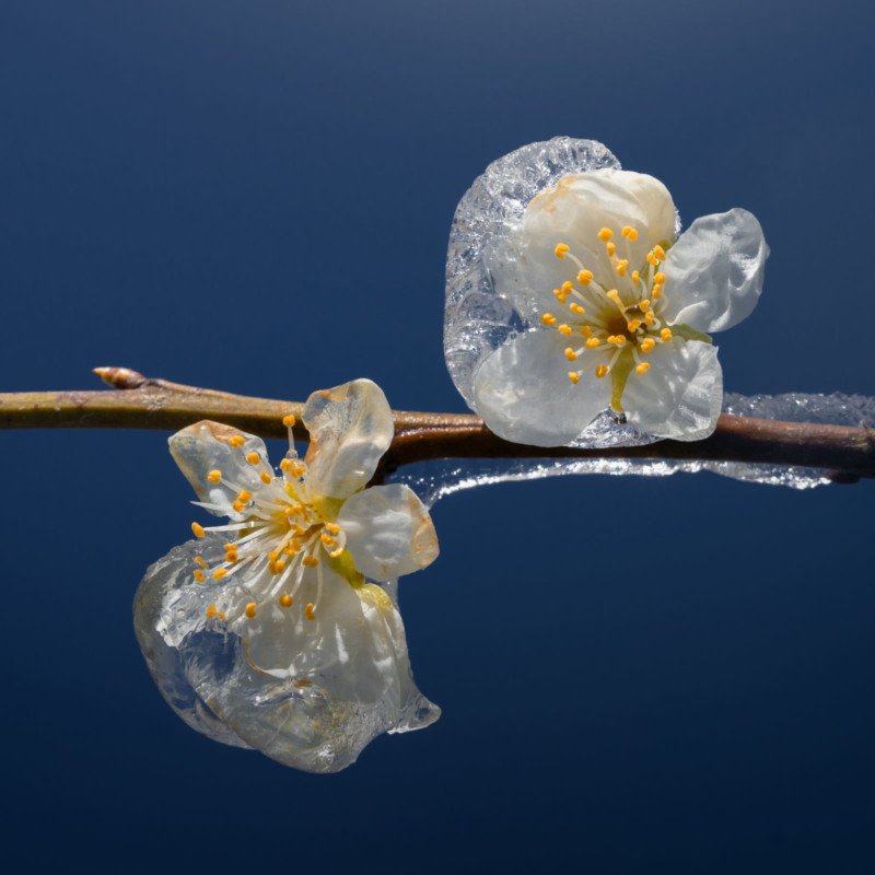 دو گل بیدارشده از یخ