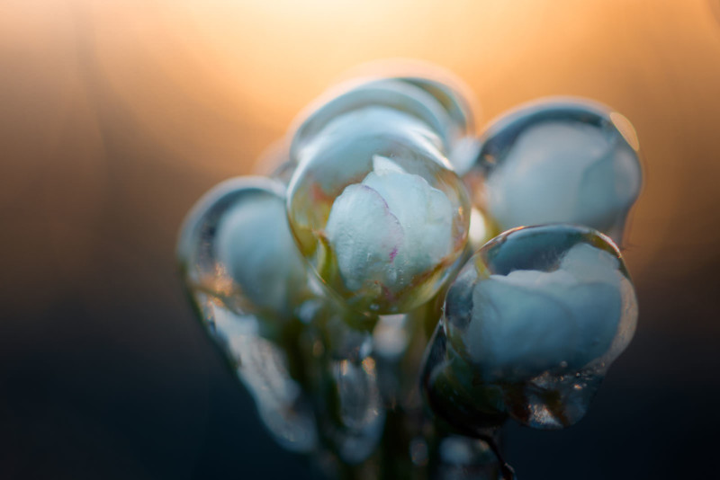 در اینجا می‌توانید ببینید که حباب‌های آب هنوز سفت هستند چرا که این عکس قبل از طلوع خورشید گرفته شده و دما هنوز زیر صفر است. شفافیت یخ اجازه می‌دهد که شکوفه‌های گل را از میانش ببینیم.