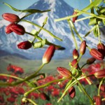 برپایی نمایشگاه انفرادی عکس «پنجره»